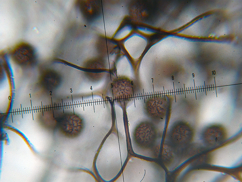 Meriderma carestiae ?